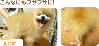 こんなにもフサフサに！　マイクロバブル使用後イメージ