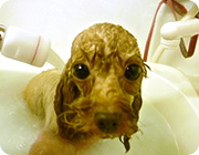 マイクロバブルイメージ画像