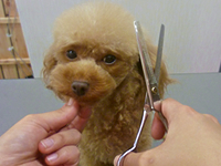 トリミングの様子